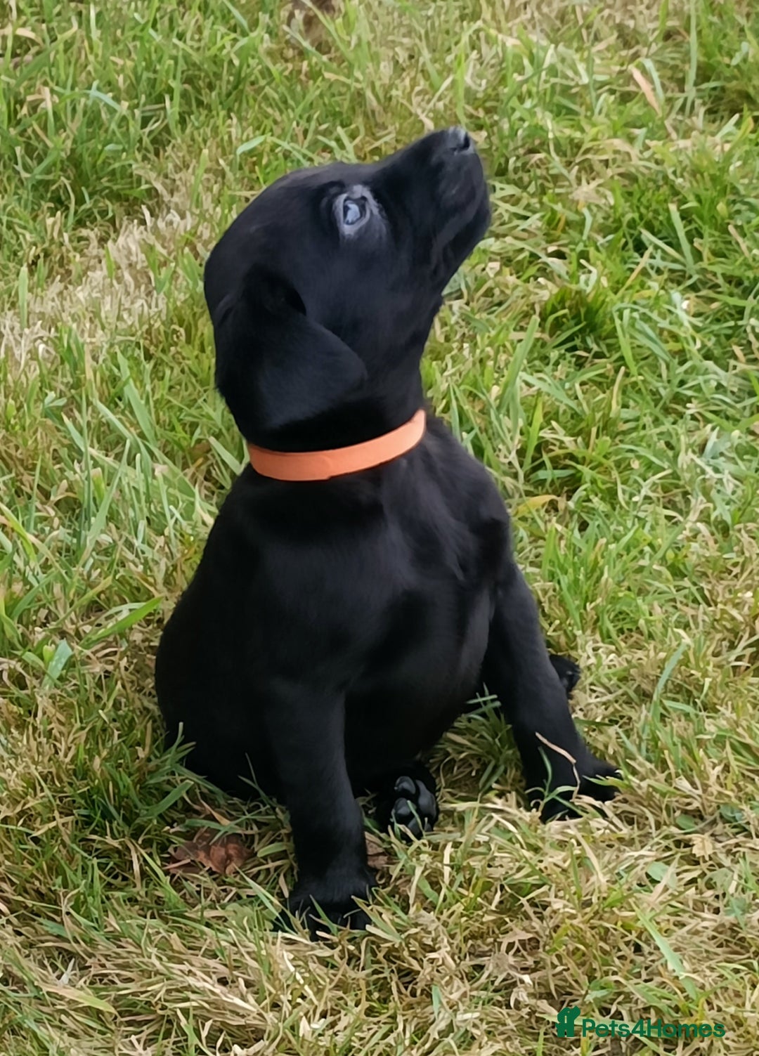 Labrador Retriever dogs for sale: Gorgeous Labrador puppies for sale  - Image 2