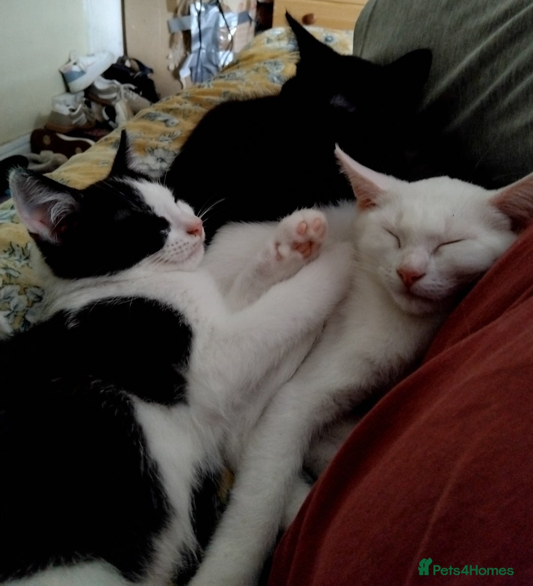 Domestic Shorthair cats for sale: 3 male kittens - Image 8