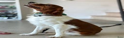 Brittany Spaniel dogs for adoption: RESERVED - Elvis, Brittany Cross, aged 1 in Bedford - Advert 13