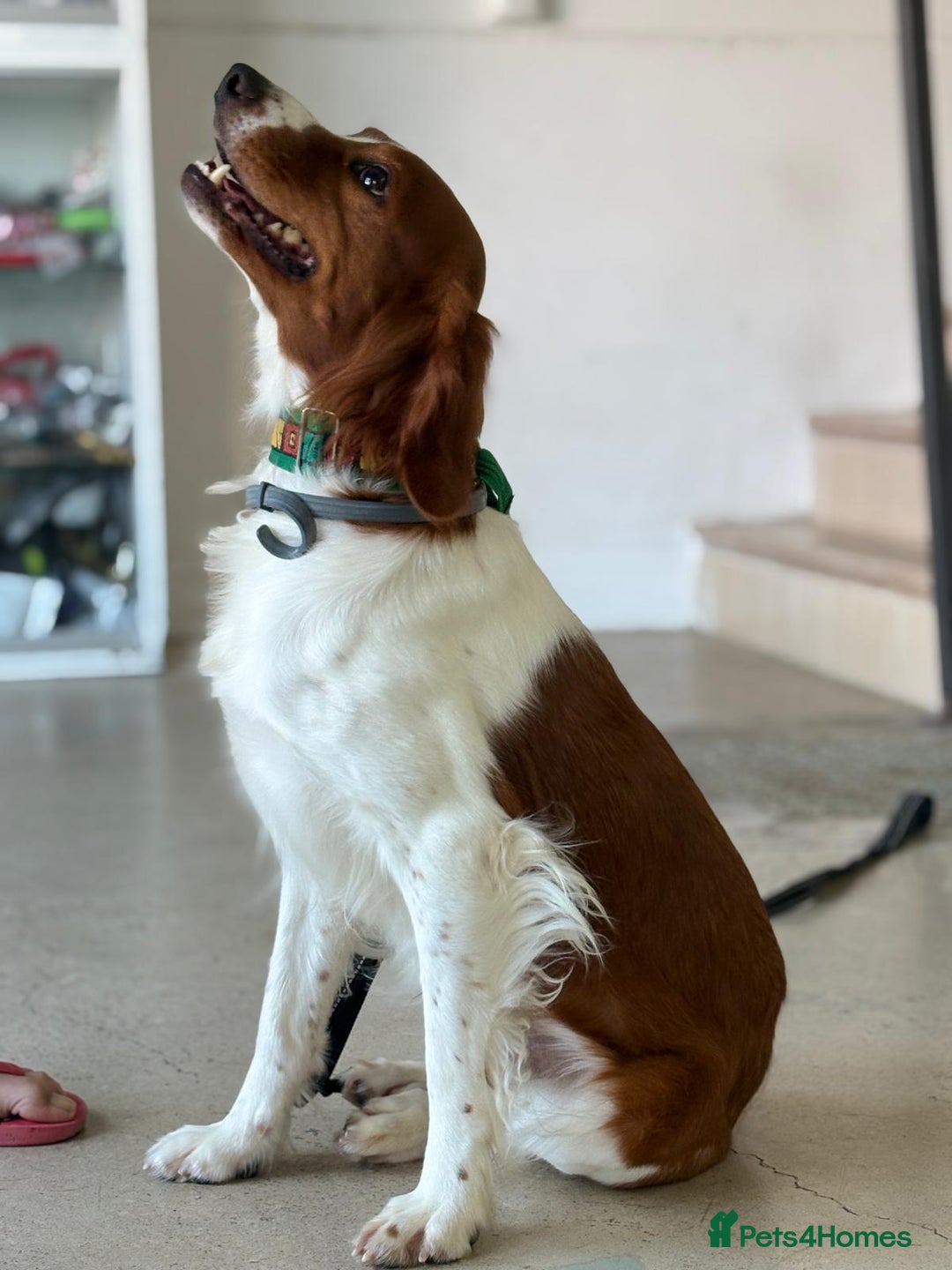 Brittany Spaniel dogs for adoption: Elvis, Brittany Cross, aged 1 in Bedford - Image 11