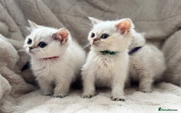 British Shorthair cats for sale: Champion sired Golden Colourpoint Kittens  - Image 24