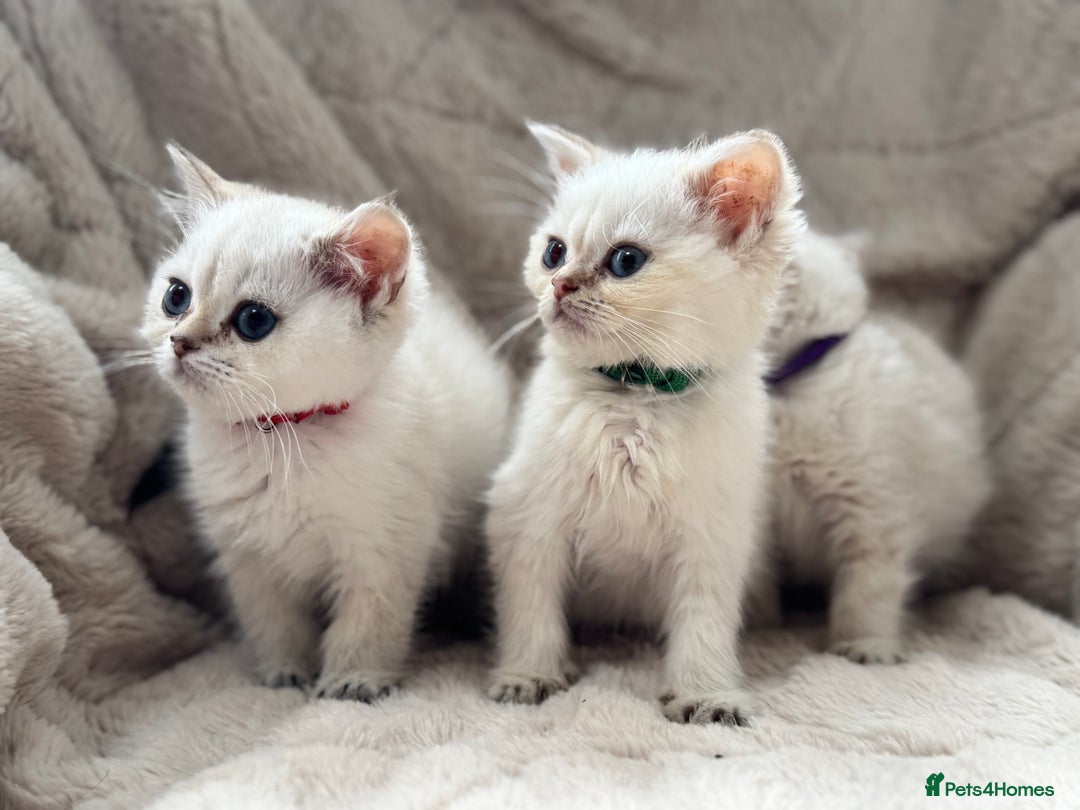 British Shorthair cats for sale: Champion sired Golden Colourpoint Kittens  - Image 24