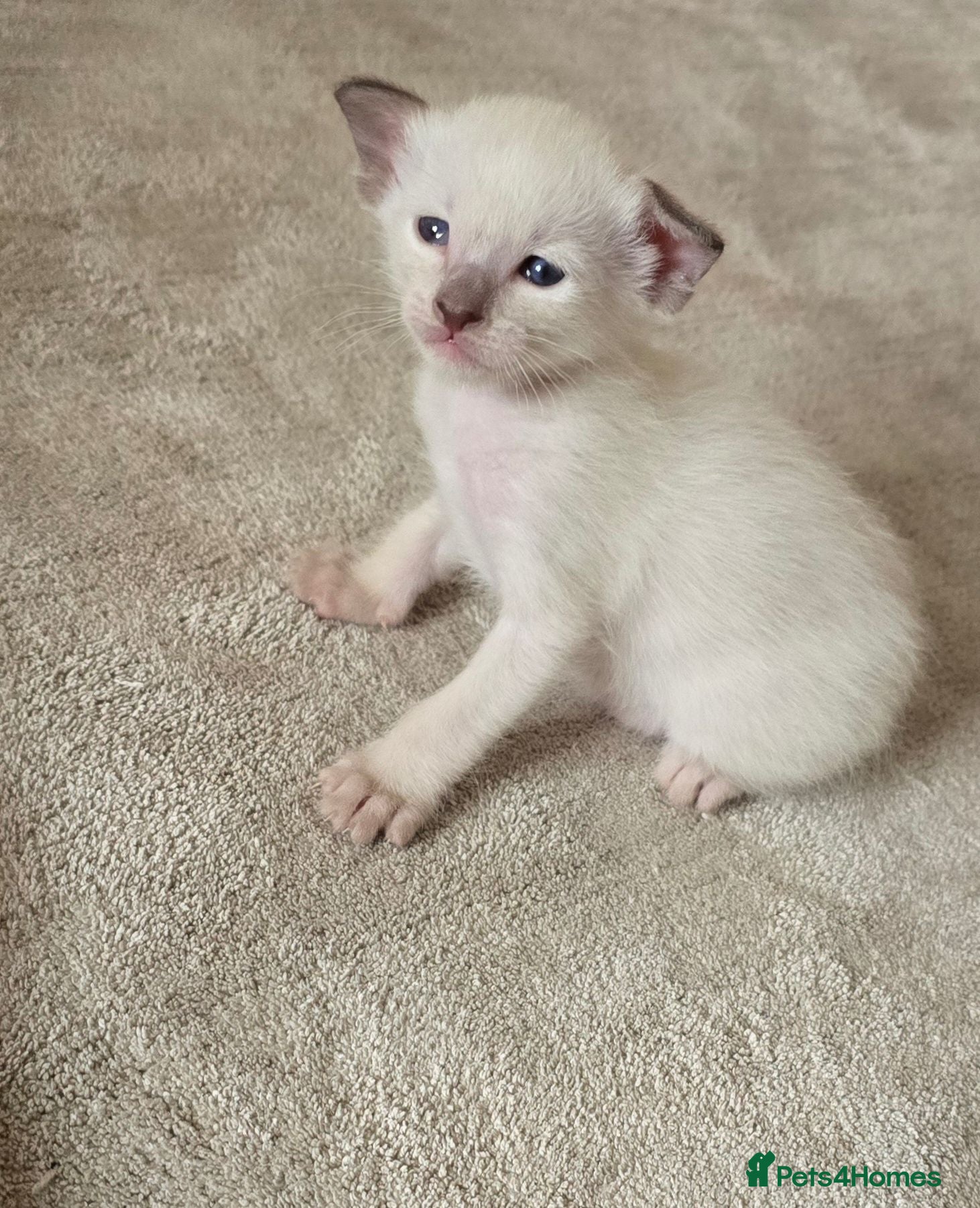 Siamese cats 🐾 Sweet siamese little boy 🐾  - Advert 16