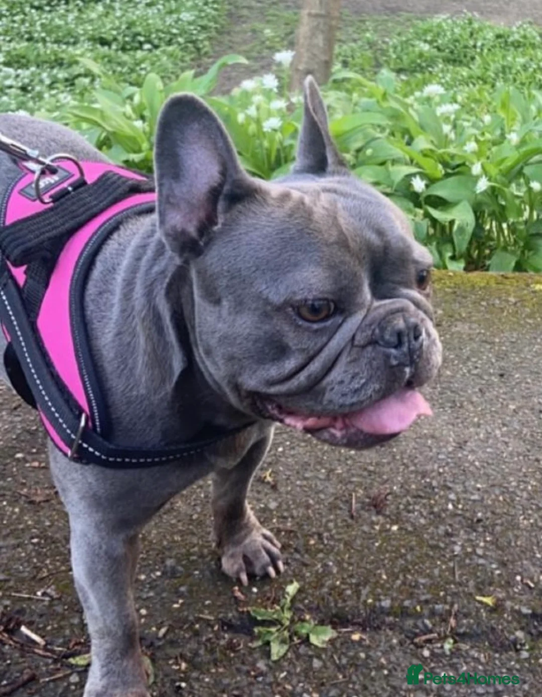 French Bulldog dogs for sale: KC registered French bulldog  - Advert 2