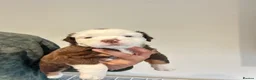 Olde English Bulldogge dogs for sale: Olde English fluffy Bulldogge puppies  - Advert 24