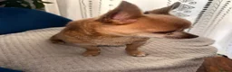 Chihuahua dogs for sale: KC Pedigree Chihuahua  - Advert 3