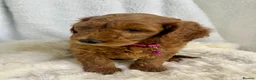 Goldendoodle dogs for sale: Top quality, health tested multiGen Double Doodles - Advert 11