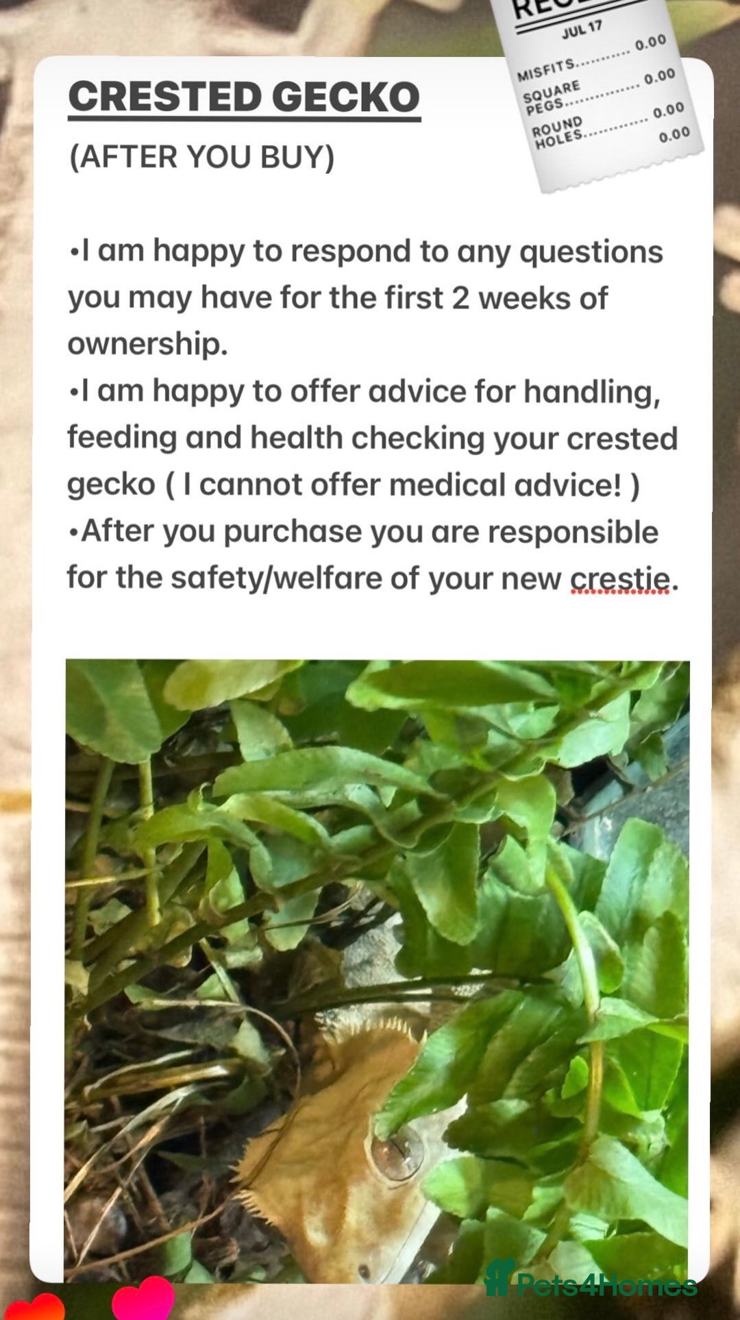 Gecko reptiles for sale: Crested Gecko (lillyxPhantom) - Advert 5