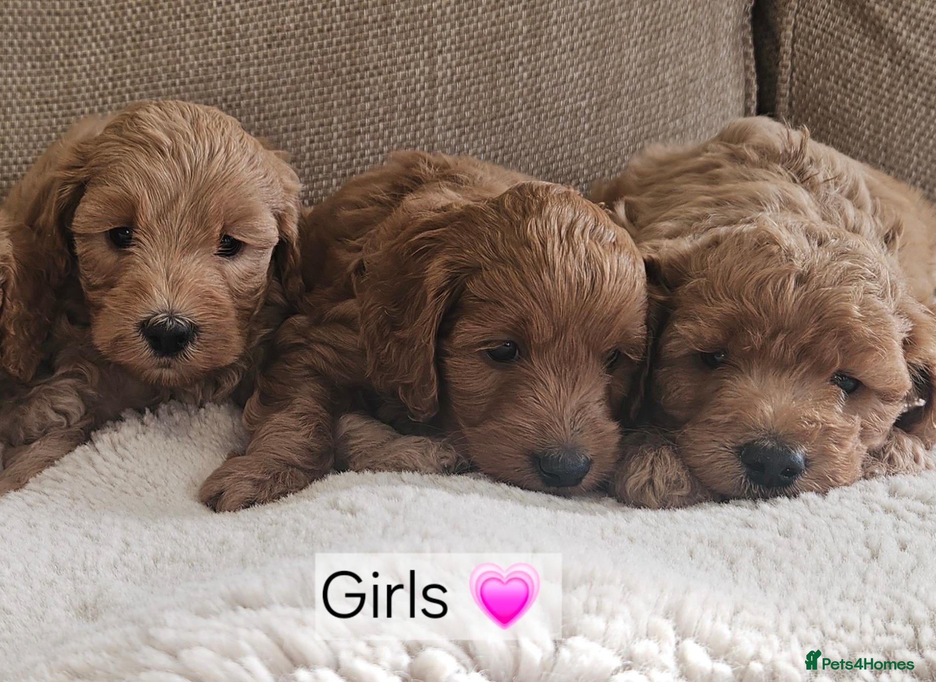 Cockapoo dogs Licenced breeder, red f1b cockapoo litter - Advert 2