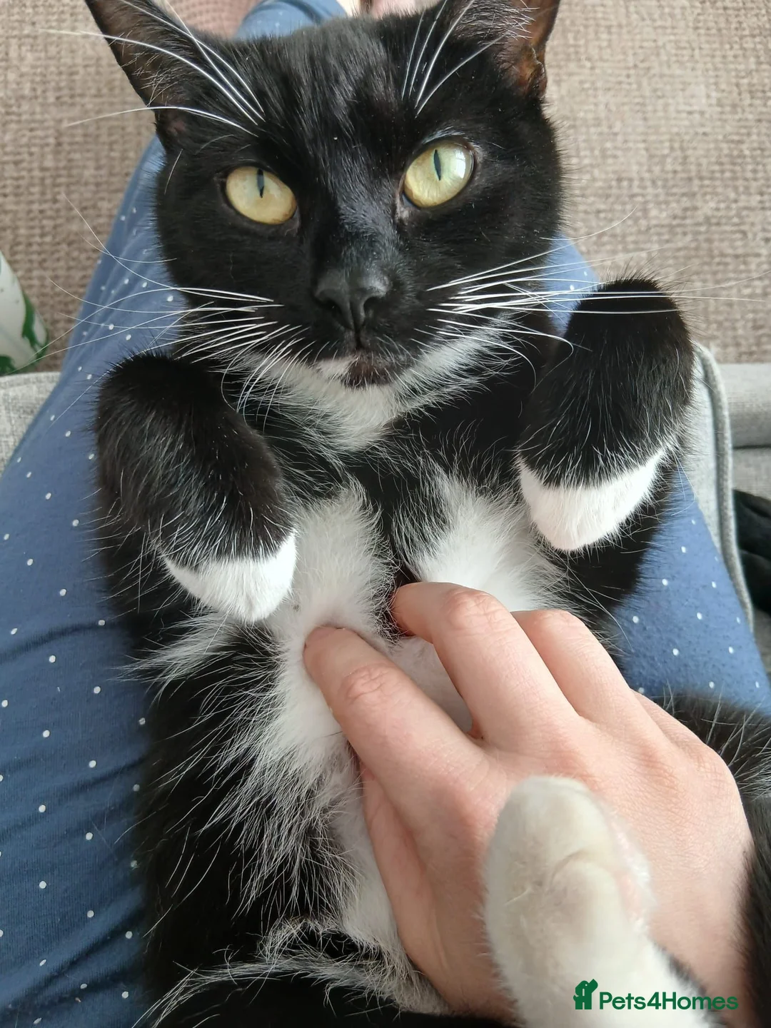 Domestic Shorthair cats for sale: 2 year old female cat in Preston - Advert 5