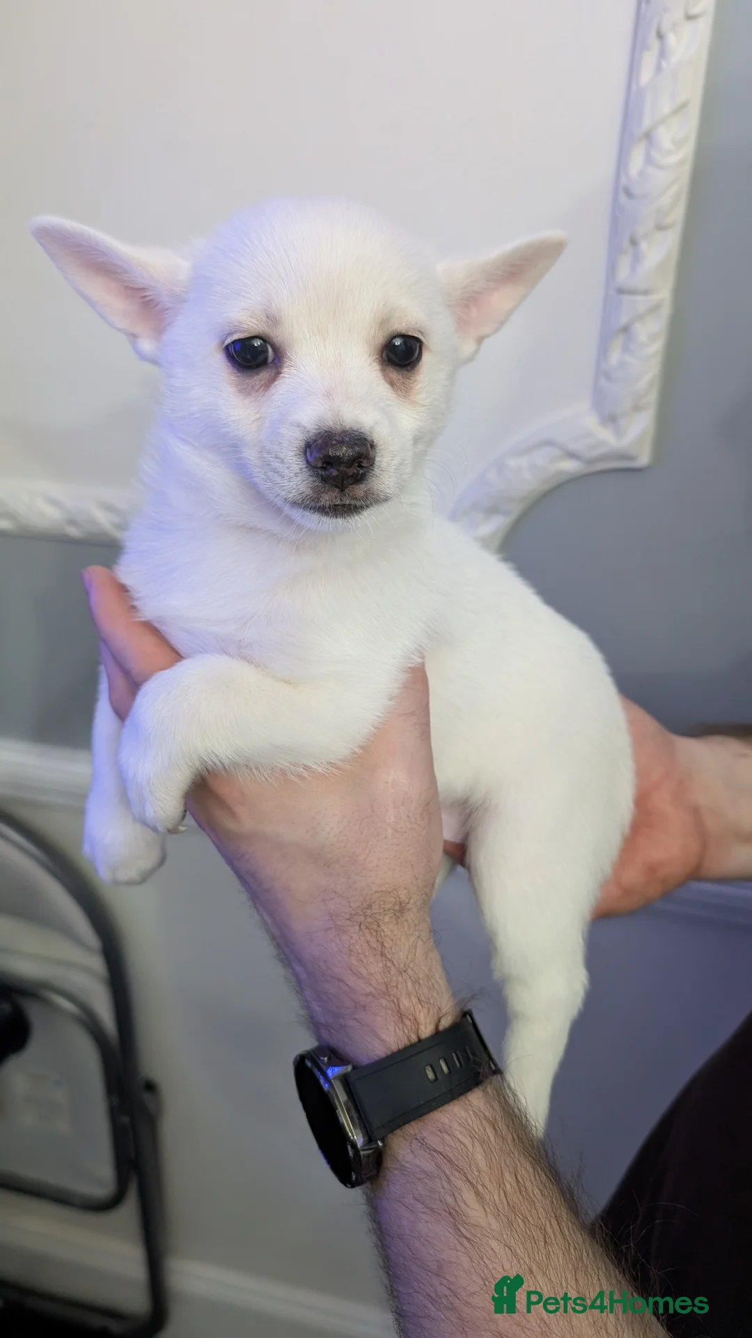 Pomchi dogs for sale: Pomchi puppy's  - Advert 8