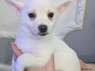 Pomchi dogs Pomchi puppy's - Advert 13