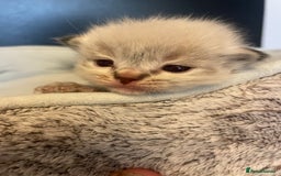 Ragdoll cats for sale: Stunning Ragdoll kittens blue lnyx ready soon  - Image 22
