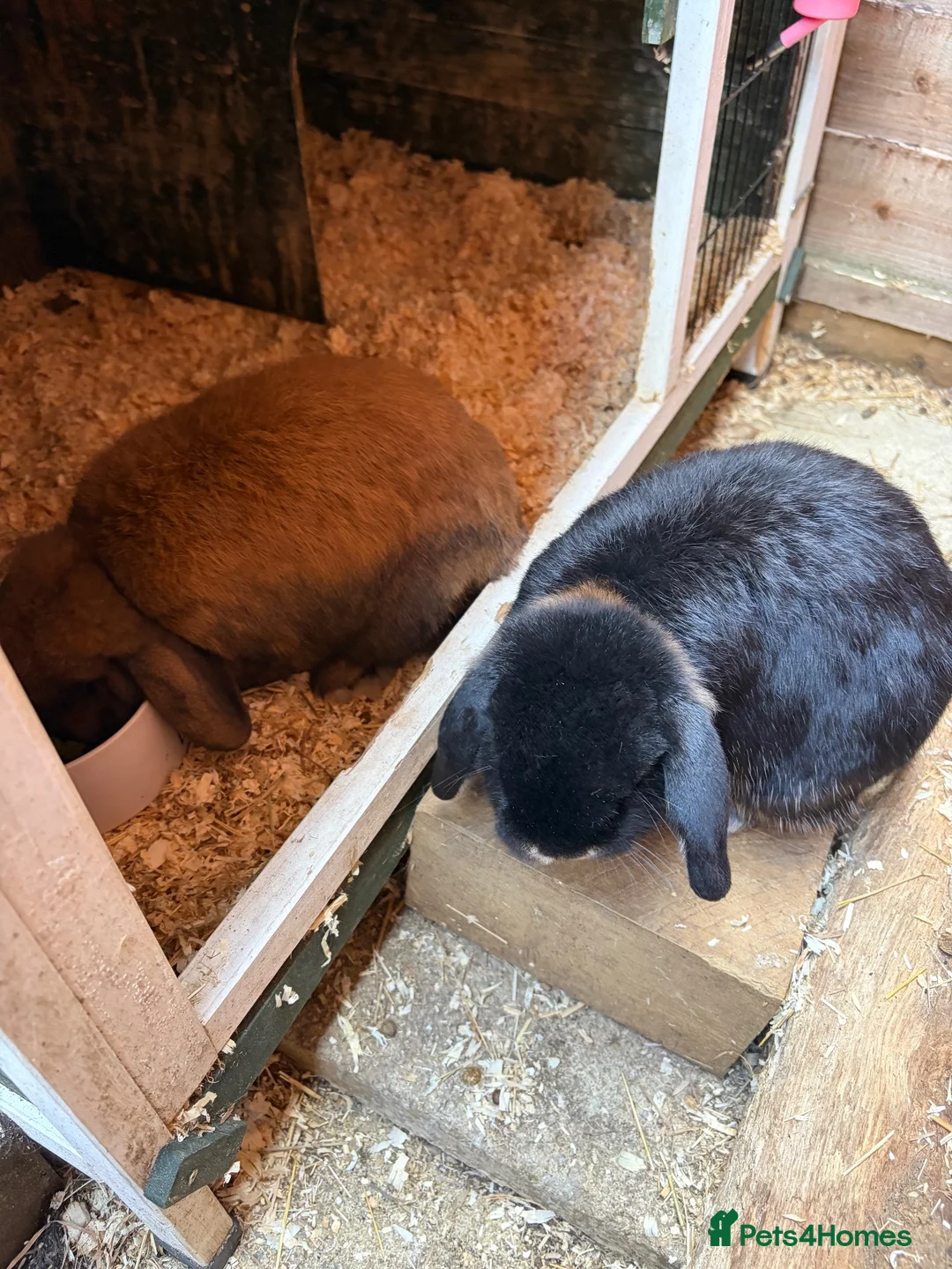 Mini Lop rabbits for sale: Two male mini lop bunnies  - Advert 5