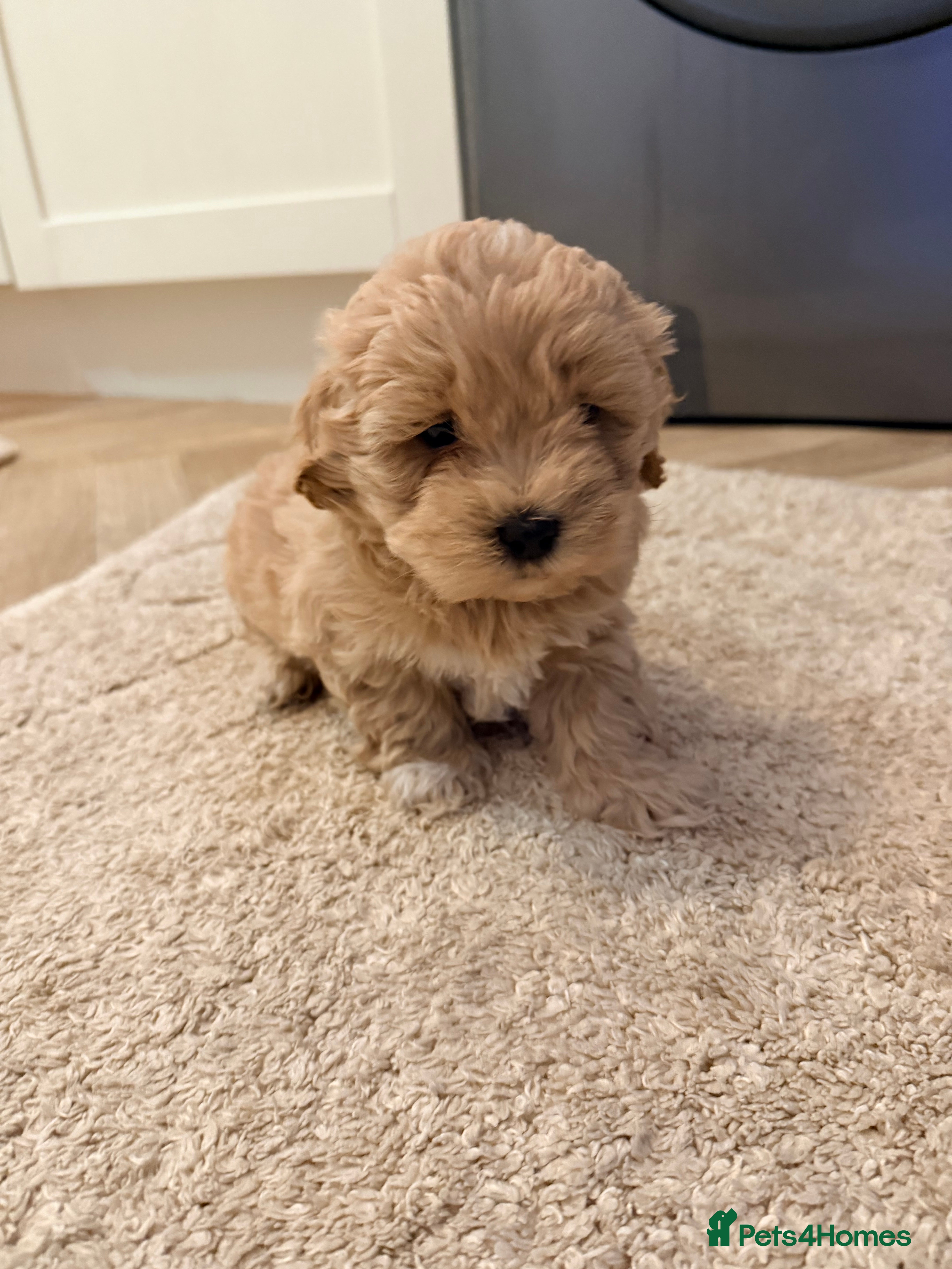 Maltipoo dogs Health tested parents 1 boy remaining  - Advert 2