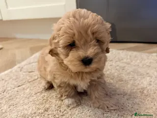 Maltipoo dogs Health tested parents 1 boy remaining - Advert 2