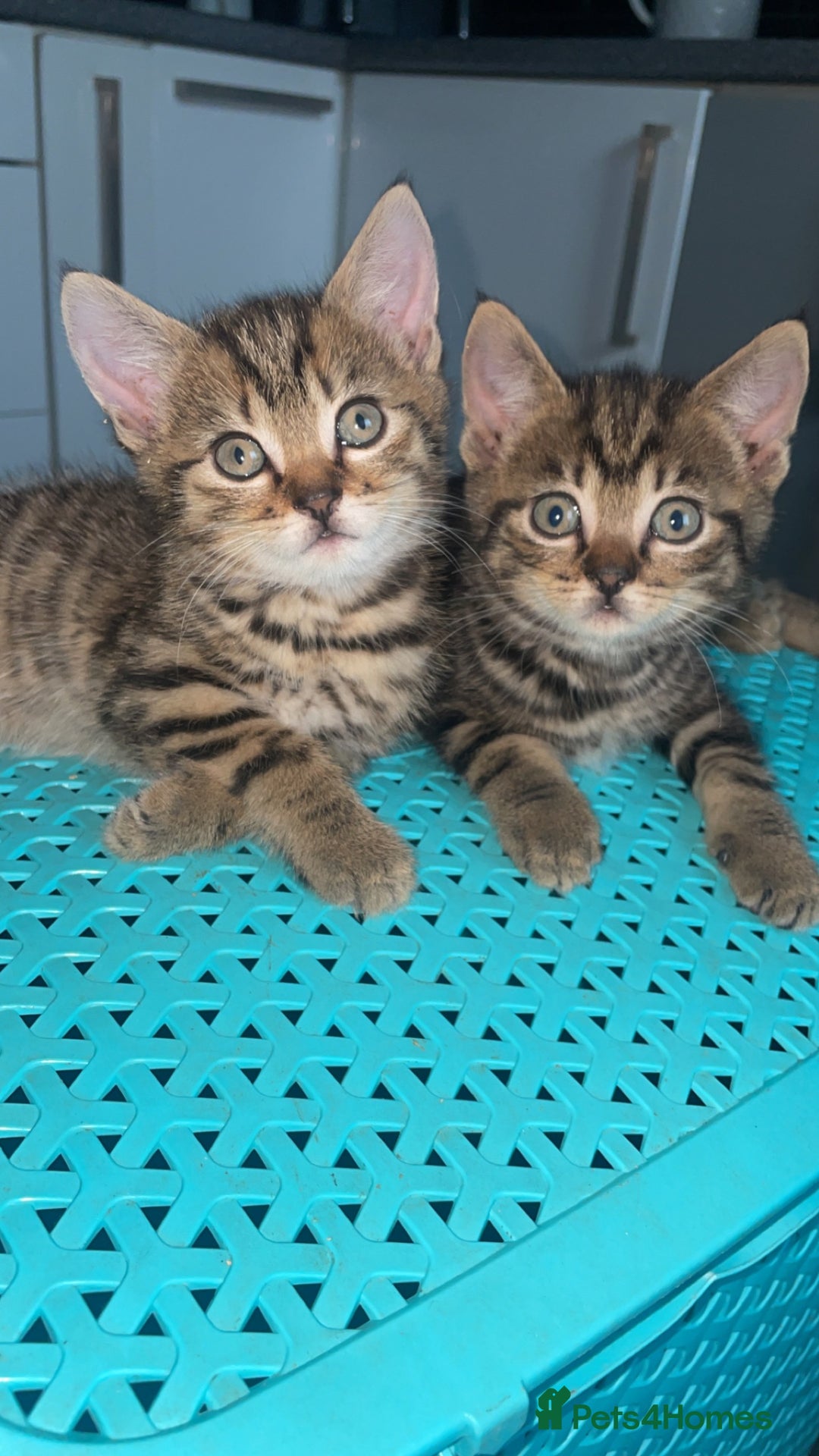 British Shorthair cats for sale: British Shorthair & Turkish Angora Mixed Kittens✨  - Image 9