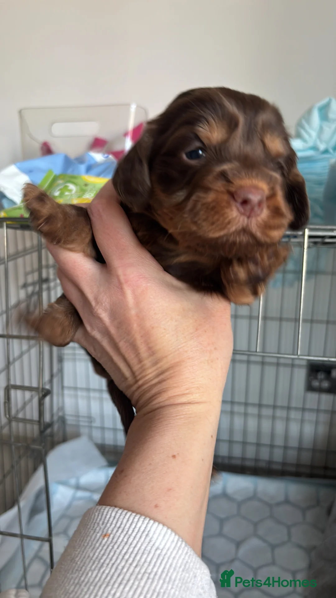 Cockapoo dogs for sale: Spaniel x cocker poo puppies  in Grays - Advert 1