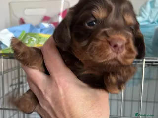 Cockapoo dogs Spaniel x cocker poo puppies - Advert 1