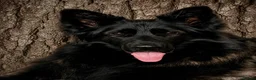 German Shepherd dogs for sale: Exceptional Beautiful litter of long coated  - Advert 6