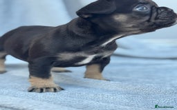 French Bulldog dogs for sale: A very very special girl - Image 4