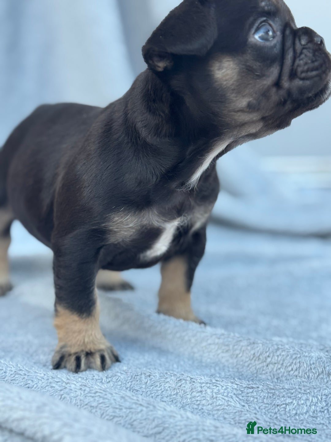 French Bulldog dogs for sale: A very very special girl - Image 4