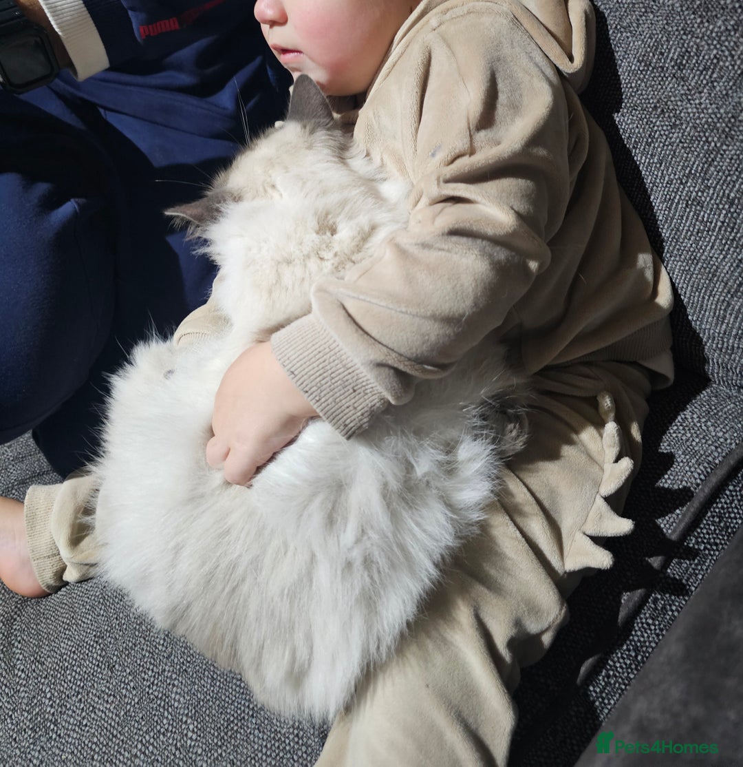 Ragdoll cats for sale:  beautiful Ragdoll cat - Advert 2