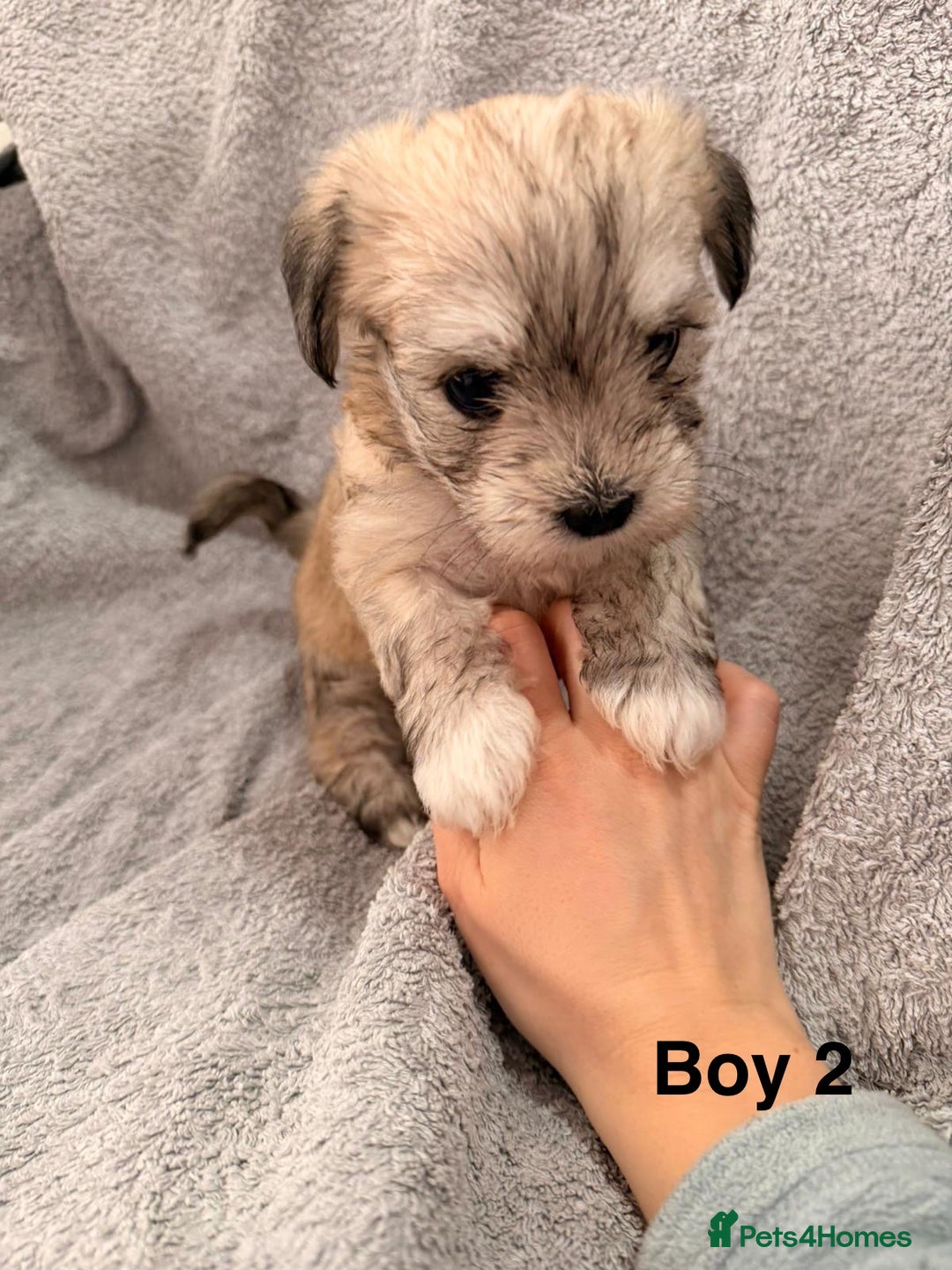 Mixed Breed dogs for sale: Chorkie - Maltese Mix for Sale - Advert 7