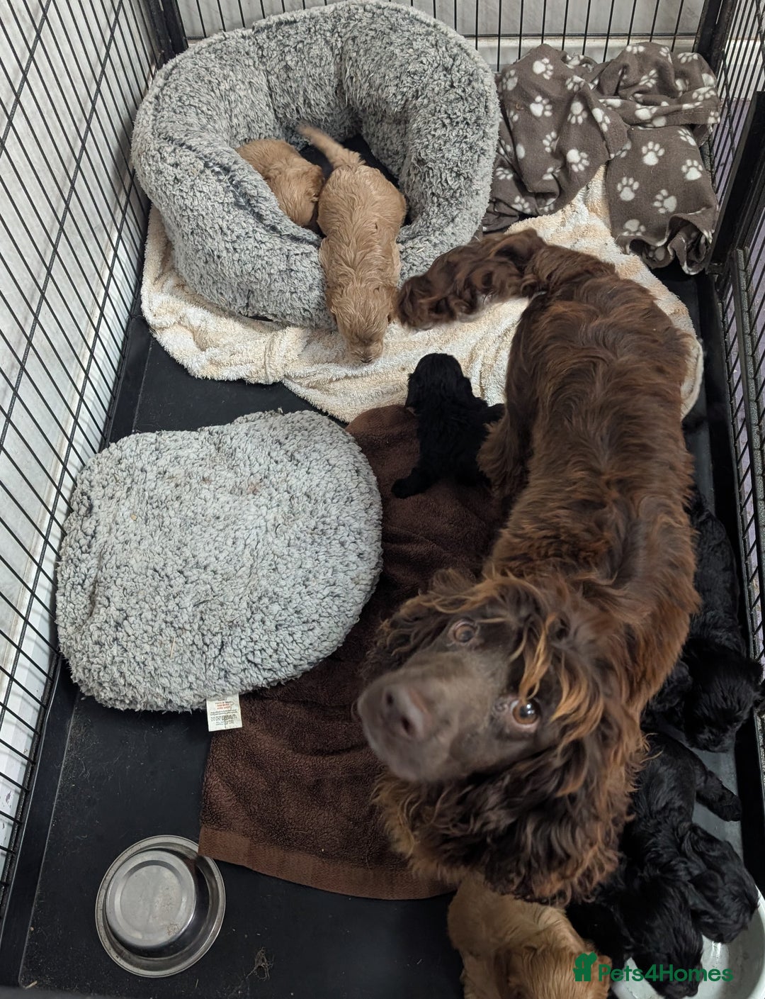 Cockapoo dogs for sale: F1 cockapoo puppies from health tested parents - Image 7