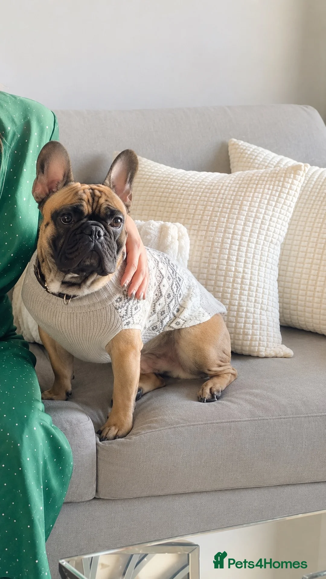 French Bulldog dogs for stud: dog for stud french bull dog 2 years old  - Advert 2