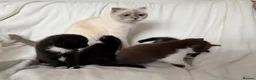 Scottish Fold cats for sale: 🤎🤍 Scottish Girls Seeking Loving Homes in London - Advert 9