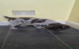 German Wirehaired Pointer dogs for sale: Stunning GWP puppies.  - Image 3