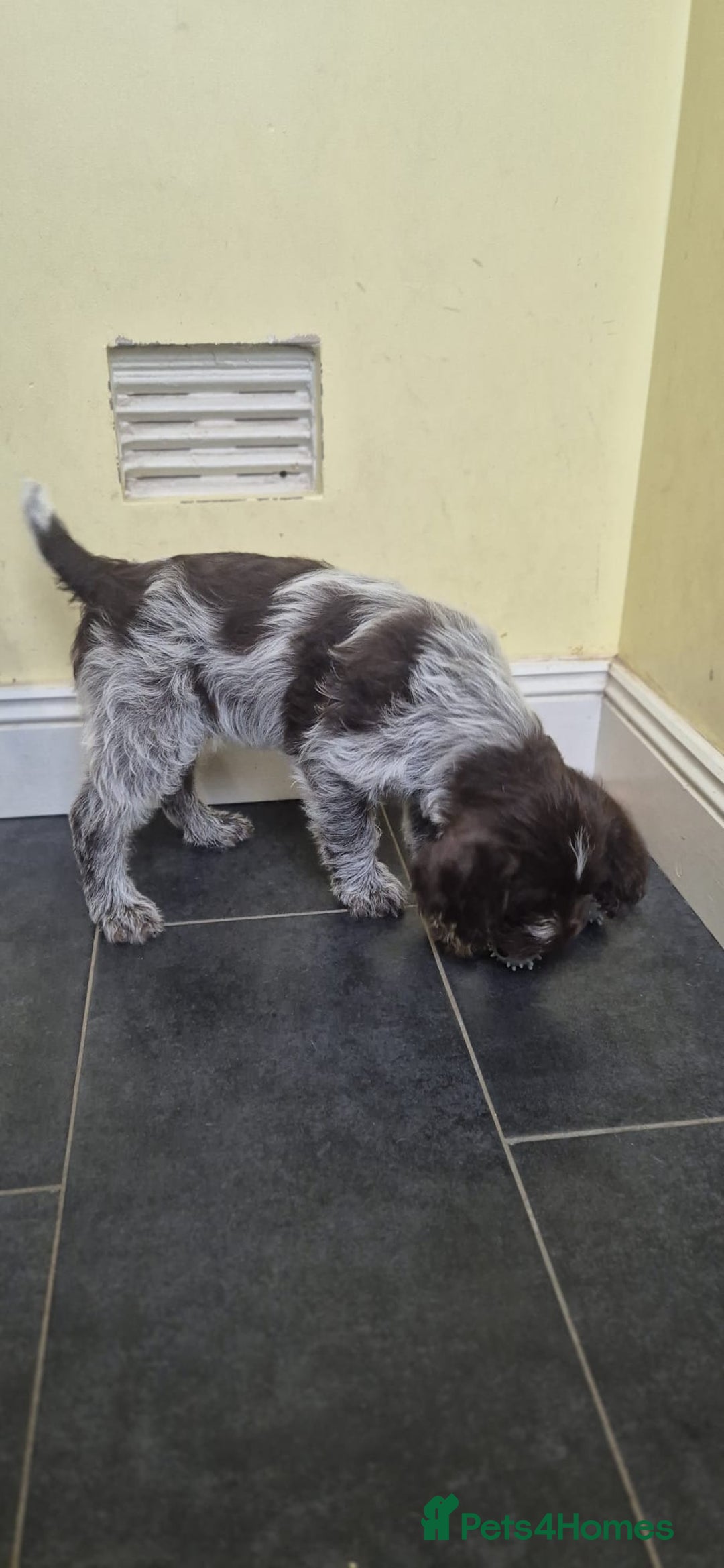 German Wirehaired Pointer dogs for sale: Stunning GWP puppies.  - Image 3
