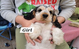 Cocker Spaniel dogs for sale:  LAST GIRL❗️ Blue Roan Tan Cocker Sp– KC bloodline - Image 2