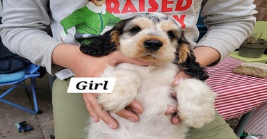 Cocker Spaniel dogs - Advert 9