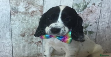 Cocker Spaniel dogs - Advert 4
