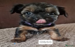 Yorkshire Terrier dogs for sale: Miss Asya puppies - Image 4