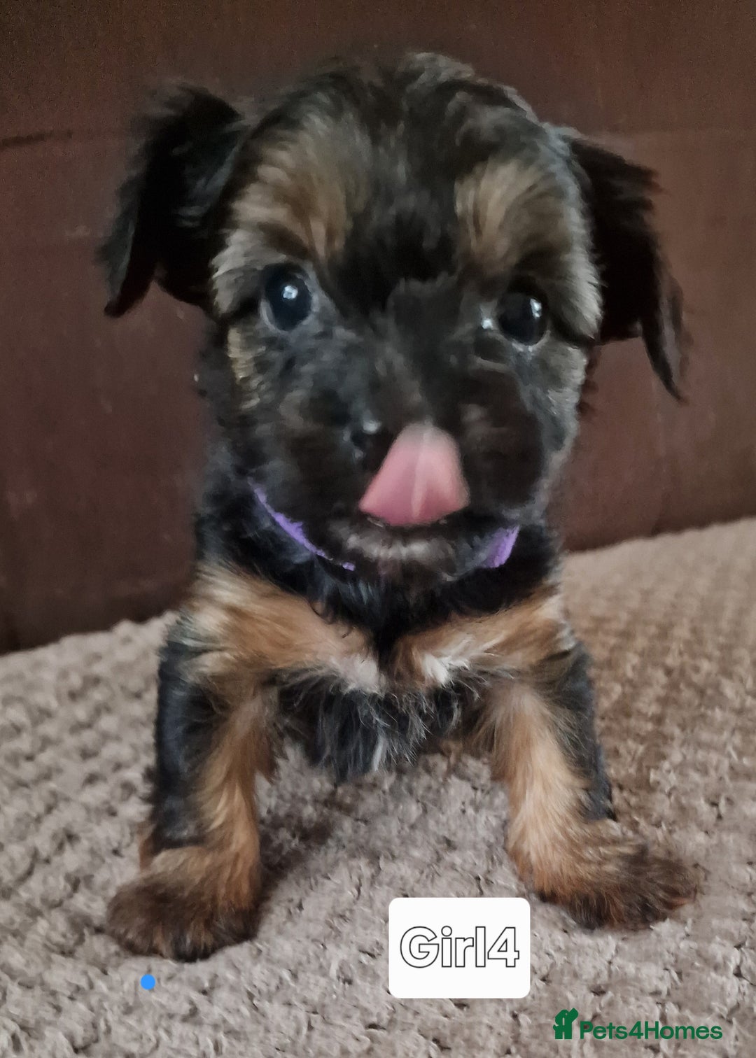 Yorkshire Terrier dogs for sale: Miss Asya puppies - Image 4