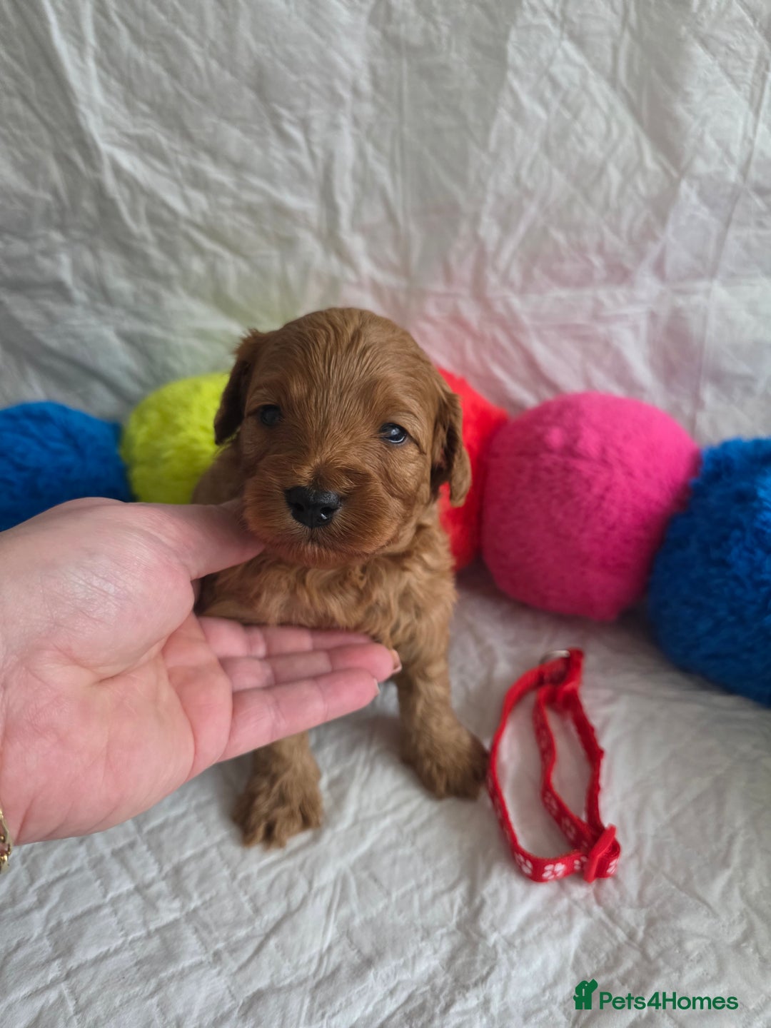 Cavapoo dogs for sale: 🥇 Finest Quality Beautiful F1b Cavapoos 🥇 - Advert 6
