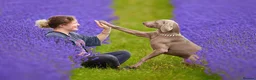 Weimaraner dogs for stud: **HEALTH TESTED** KC REG SHOW WEIMARANER FOR STUD - Advert 7