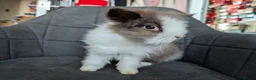 Lionhead rabbits for sale: Fluffy BE Lionhead Rabbits for Sale  - Advert 30
