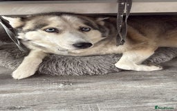 Siberian Husky dogs for sale: Mya husky - Image 1