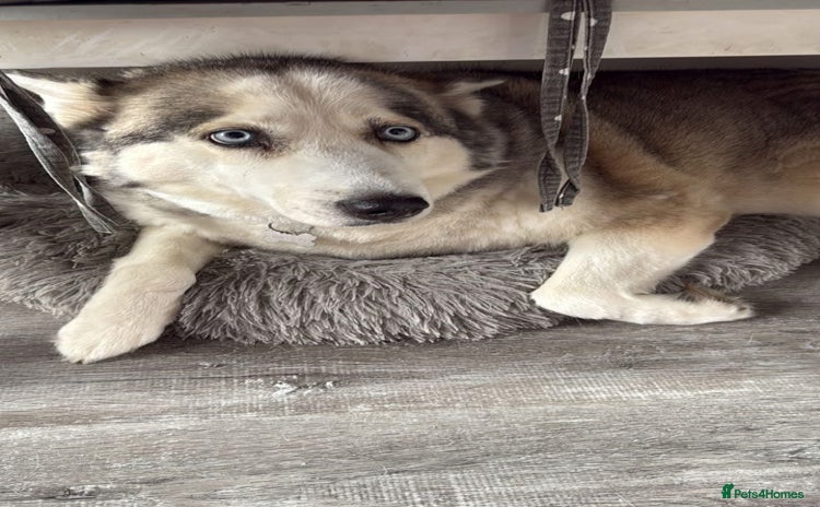 Siberian Husky dogs - Advert 1