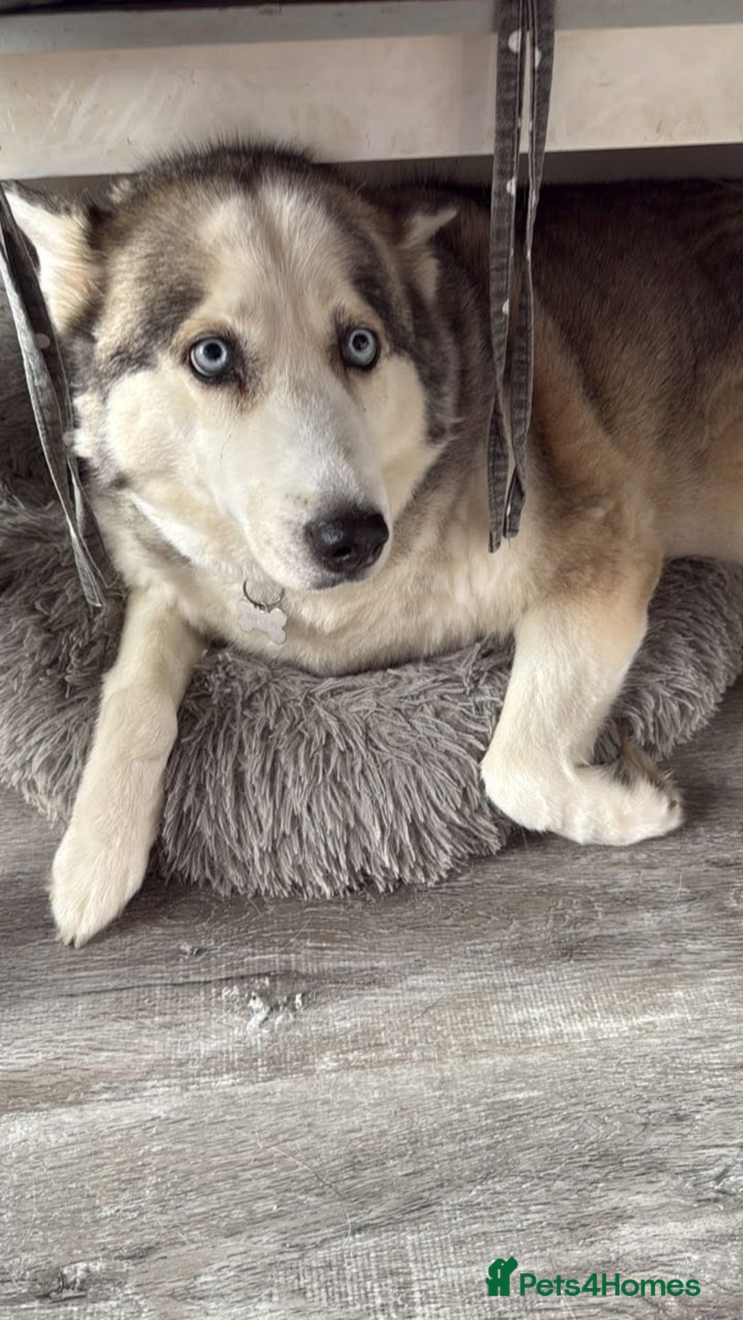 Siberian Husky dogs for sale: Mya husky - Image 1