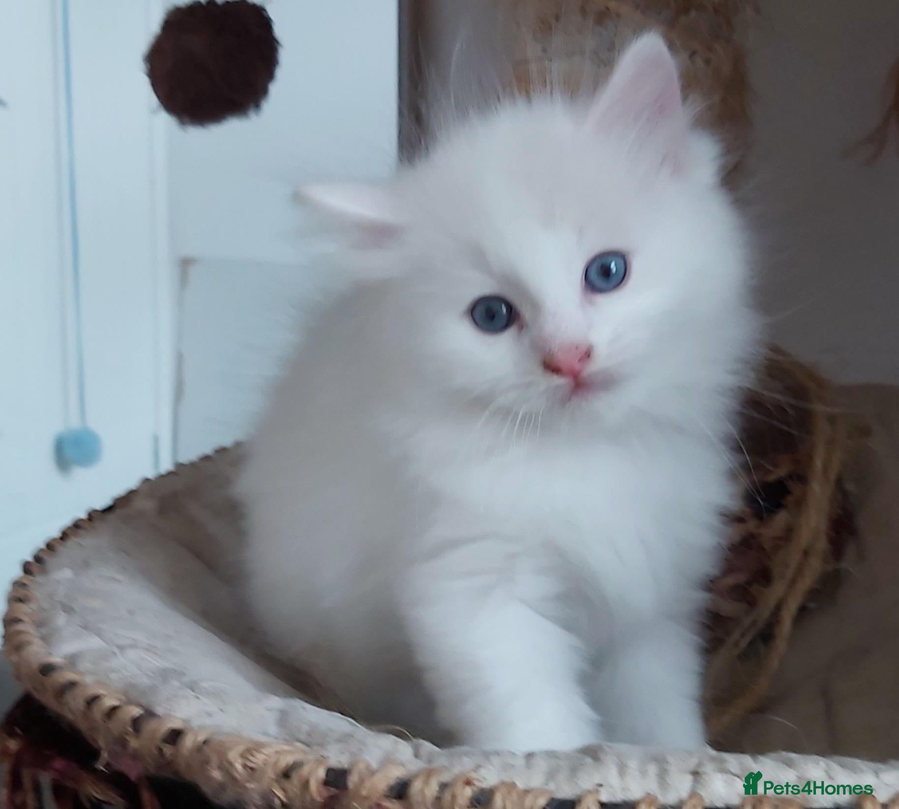 Ragdoll cats RAGDOLLS BICOLOUR BOY BLUE EYES READY NOW! - Advert 16