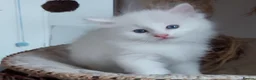 Ragdoll cats for sale: RAGDOLLS BICOLOUR GIRL BOY BLUE EYES  - Advert 7