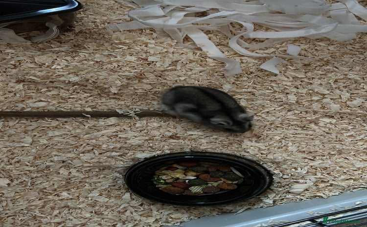 Hamster rodents - Advert 2