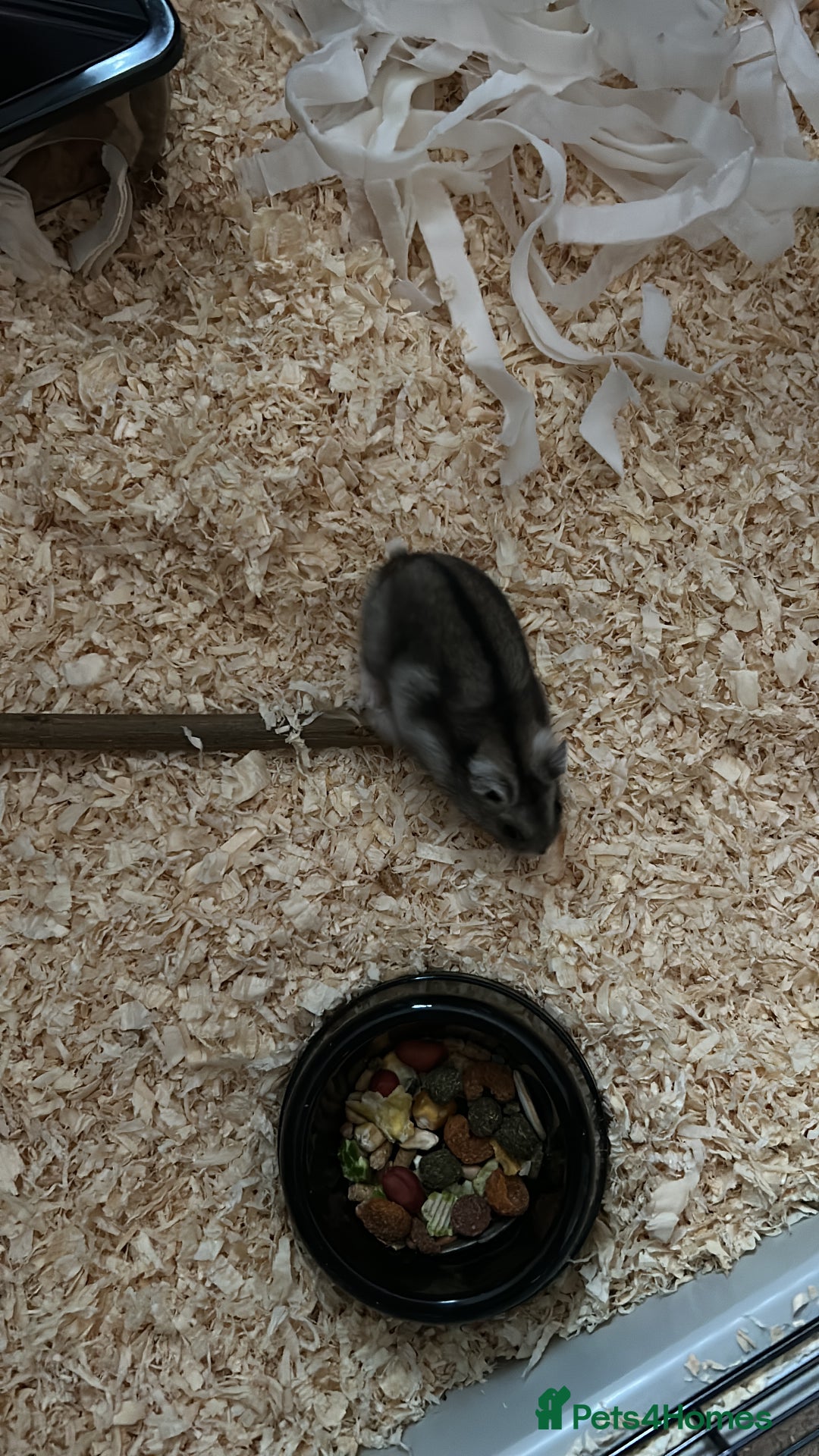 Hamster rodents for sale: Russian Dwarf Hamster  - Image 1