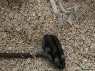 Hamster rodents - Advert 6