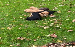 Cocker Spaniel dogs for sale: Cocker spaniel puppies  - Image 6